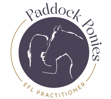 Paddock Ponies CIC