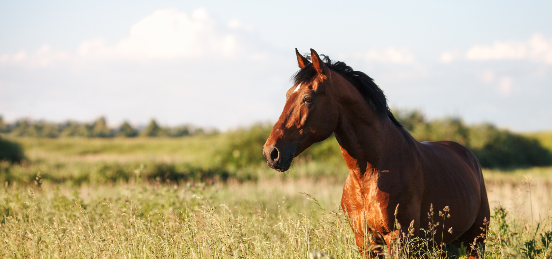 Paddock Ponies CIC
