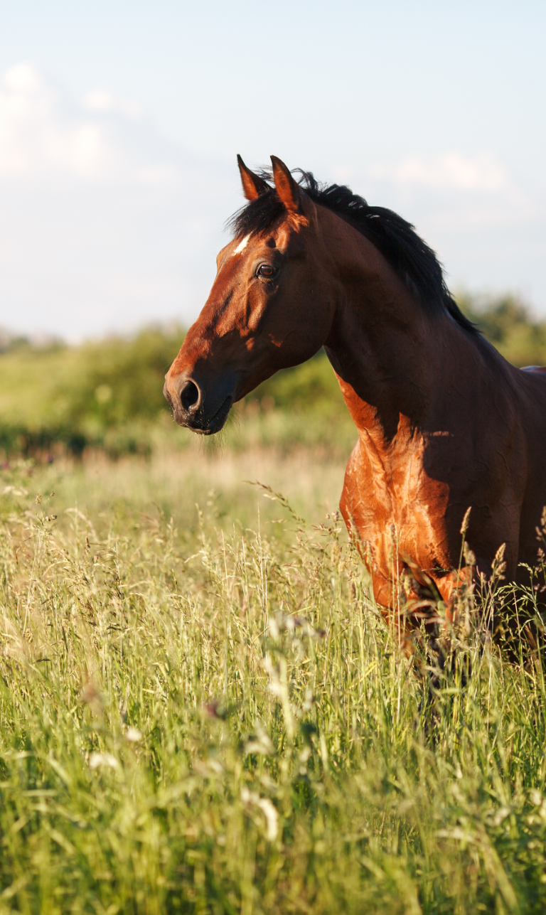 Paddock Ponies CIC